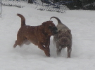 Shar-pei