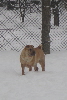 Shar-pei