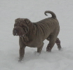 Shar-pei