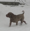 Shar-pei