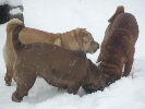 Shar-pei