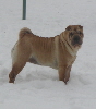 Shar-pei