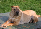 Shar-pei