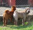 Shar-pei