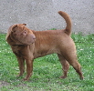 Shar-pei