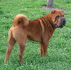 Shar-pei