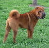 Shar-pei