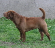 Shar-pei