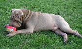 Shar-pei