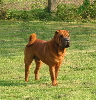 Shar-pei