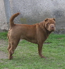 Shar-pei