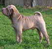 Shar-pei