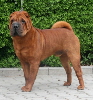 Shar-pei