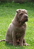 Shar-pei