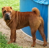 Shar-pei