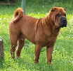 Shar-pei