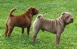 Shar-pei