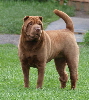 Shar-pei