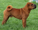 Shar-pei