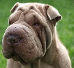 Shar-pei