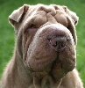 Shar-pei