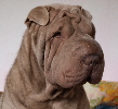 Shar-pei