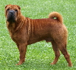 Shar-pei