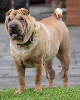 Shar-pei