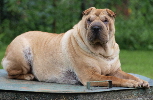 Shar-pei