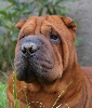 Shar-pei