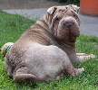 Shar-pei