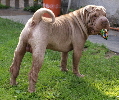 Shar-pei