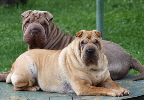 Shar-pei