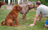 Shar-pei