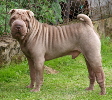 Shar-pei