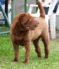 Shar-pei