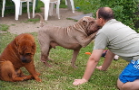 Shar-pei