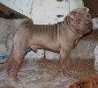 Shar-pei