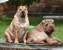 Shar-pei