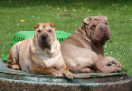 Shar-pei