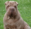 Shar-pei