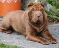 Shar-pei