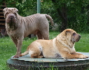 Shar-pei