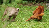 Shar-pei