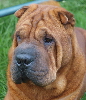 Shar-pei