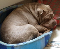 Shar-pei