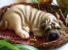 Shar-pei