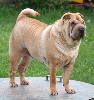 Shar-pei