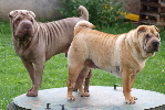 Shar-pei