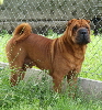 Shar-pei